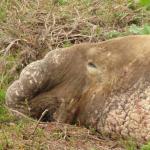 Elephant Seals